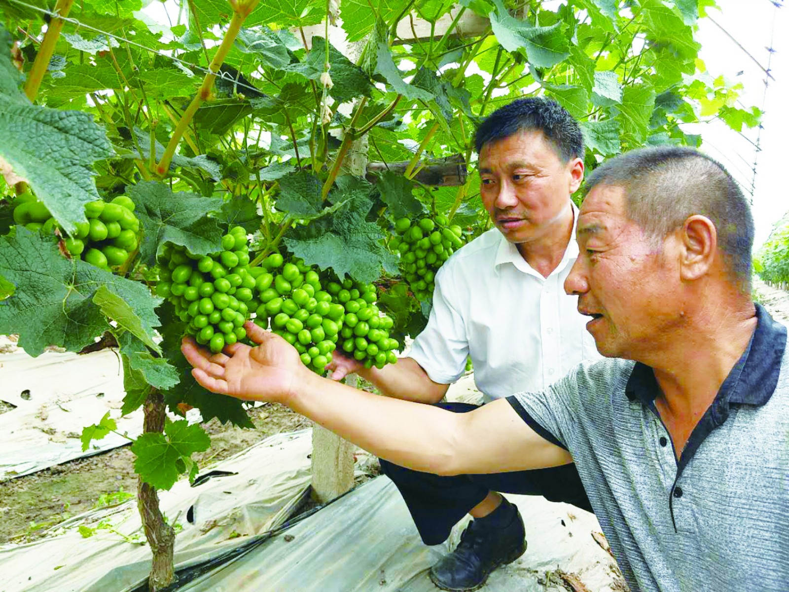 业务员和彭绍军在看葡萄sss_meitu_2.jpg 业务员和彭绍军在看葡萄sss_meitu_2.jpg