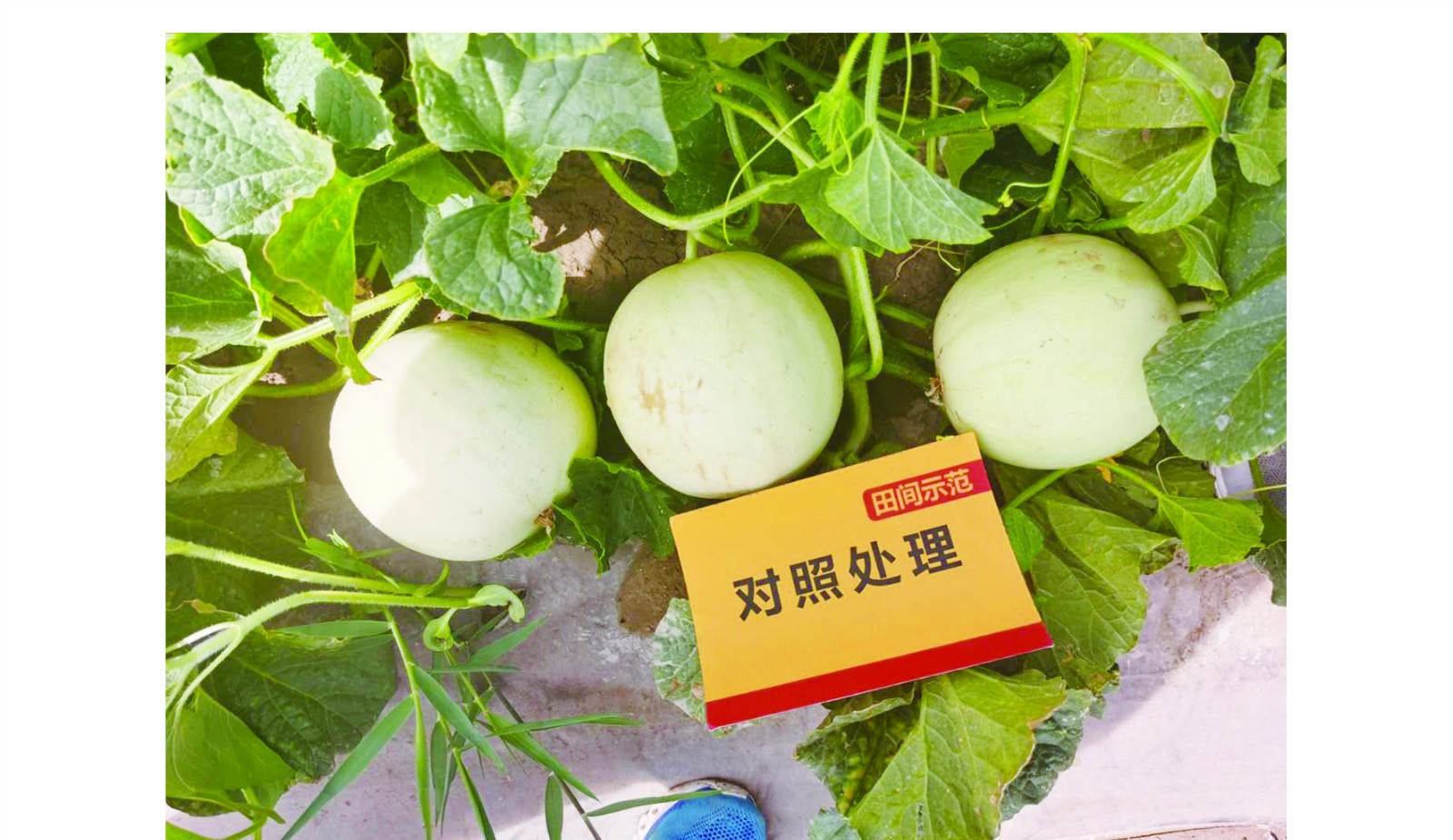 对照田三瓜大小2sssss_meitu_4.jpg