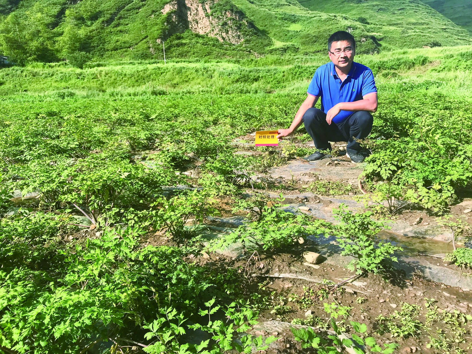 对照田整体长势10版_meitu_10.jpg 对照田整体长势10版_meitu_10.jpg