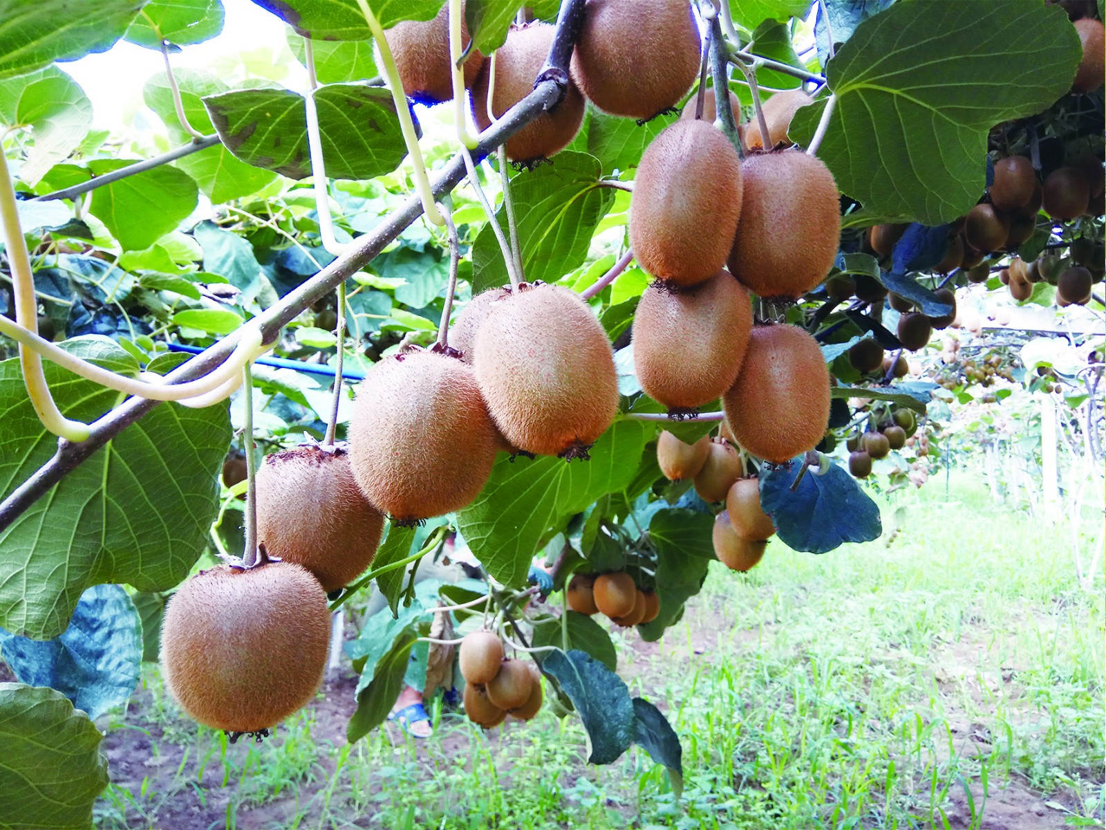 猕猴桃ssss_meitu_3.jpg 猕猴桃ssss_meitu_3.jpg