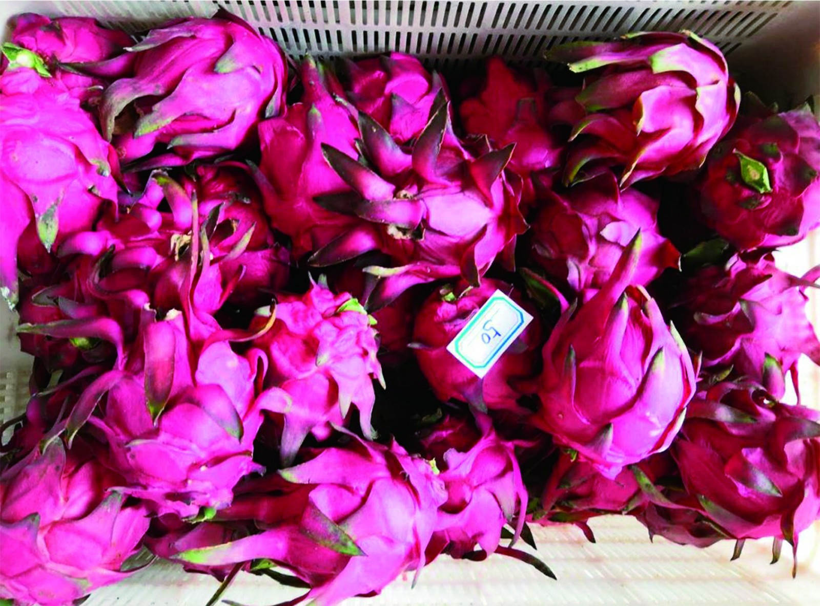 图6 示范田采摘下来的果实sssss_meitu_4.jpg