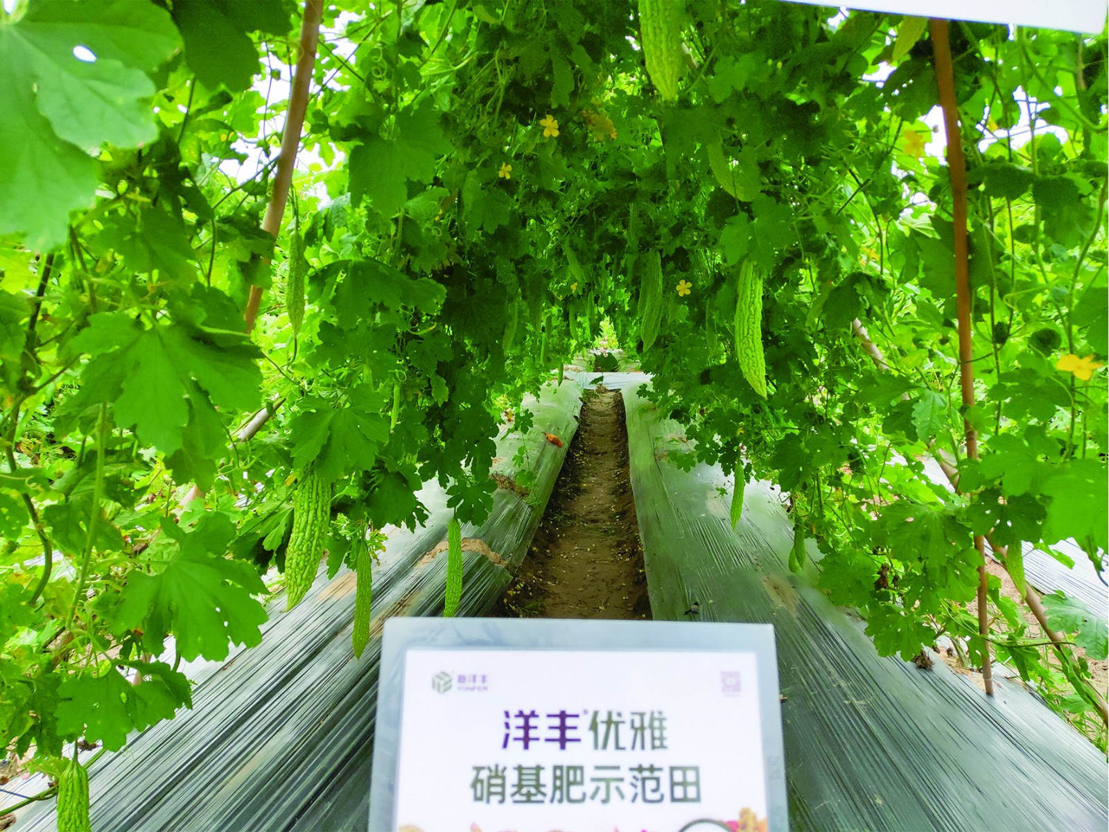 示范田苦瓜sss_meitu_4.jpg 示范田苦瓜sss_meitu_4.jpg