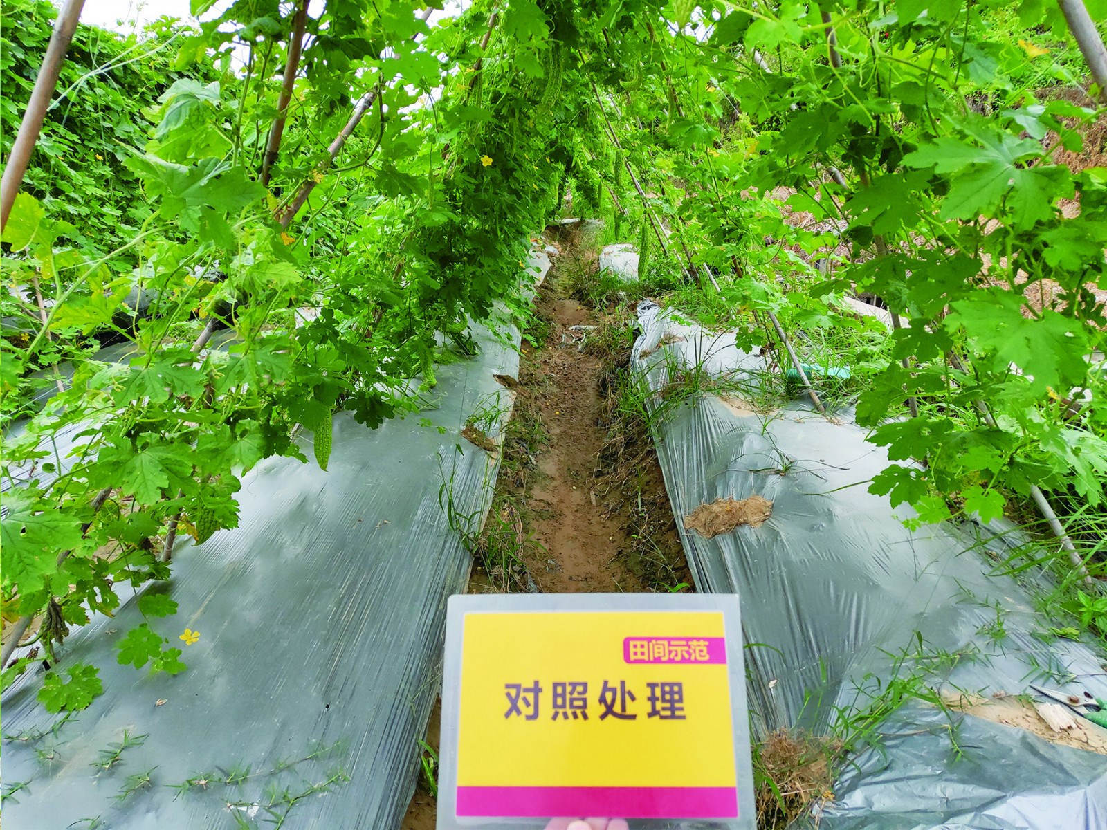 对照田苦瓜ssss_meitu_5.jpg 对照田苦瓜ssss_meitu_5.jpg