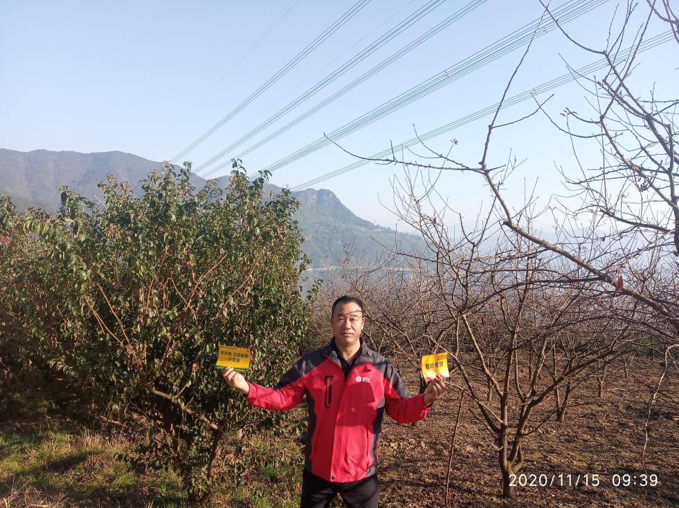 奉节科技小院”负责人罗中绪在果园进行施用对比:左为使用洋丰硫套餐肥,右为使用其他肥料.png 奉节科技小院”负责人罗中绪在果园进行施用对比:左为使用洋丰硫套餐肥,右为使用其他肥料.png