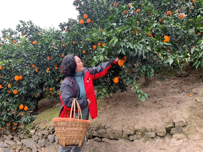 “奉节科技小院”负责人舒文平在奉节县砚瓦村帮果农采摘.png “奉节科技小院”负责人舒文平在奉节县砚瓦村帮果农采摘.png