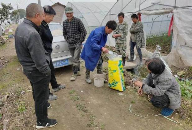 图片1图1 生姜施用洋丰硫生态级肥料,吸引周边种植户围观.jpg