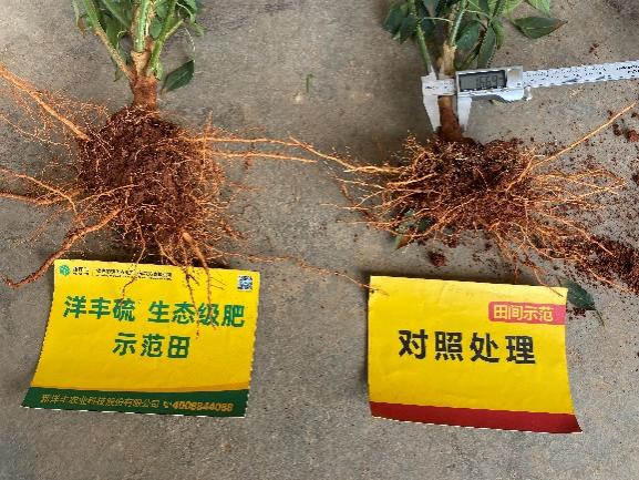 6月25日对照田根茎粗.jpg