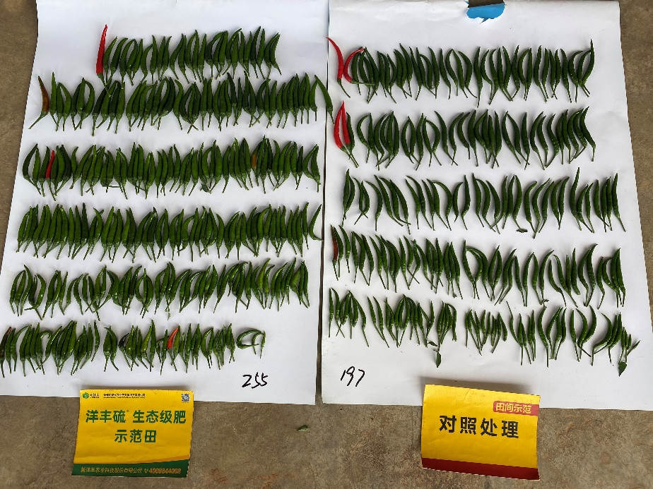 单株朝天椒结果数量对比_副本.jpg