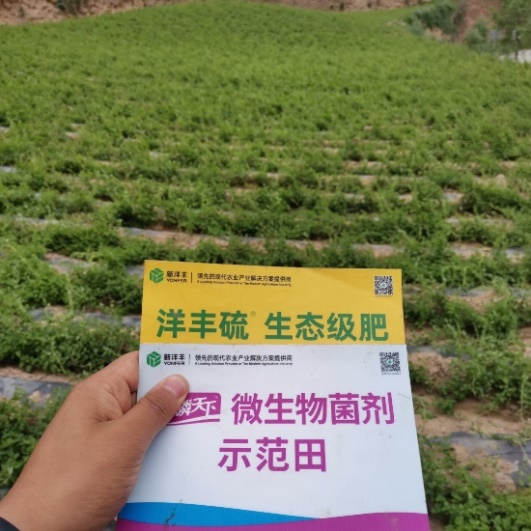 6月24日 苗期跟踪示范田1.jpg 6月24日 苗期跟踪示范田1.jpg