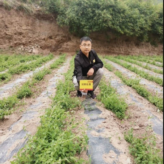 6月24日 苗期跟踪对照田3.jpg 6月24日 苗期跟踪对照田3.jpg