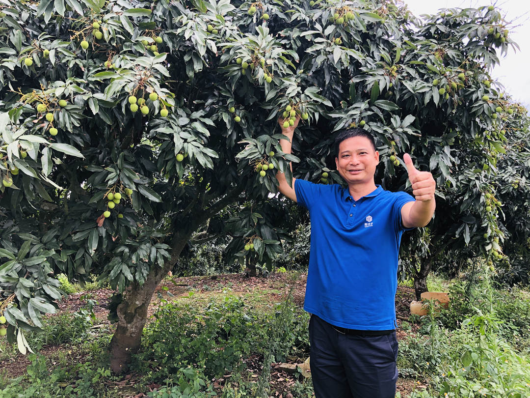 郑永宁在跟踪荔枝示范园长势.jpg 郑永宁在跟踪荔枝示范园长势.jpg