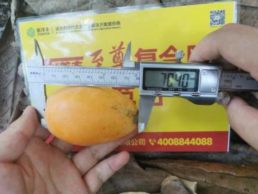 示范田琵琶纵径.jpg 示范田琵琶纵径.jpg