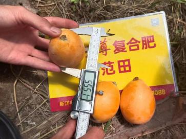 示范田琵琶横径.jpg 示范田琵琶横径.jpg