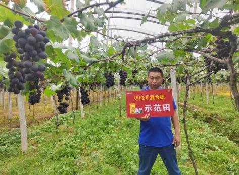 示范葡萄着色更早、着色更均匀.jpg 示范葡萄着色更早、着色更均匀.jpg