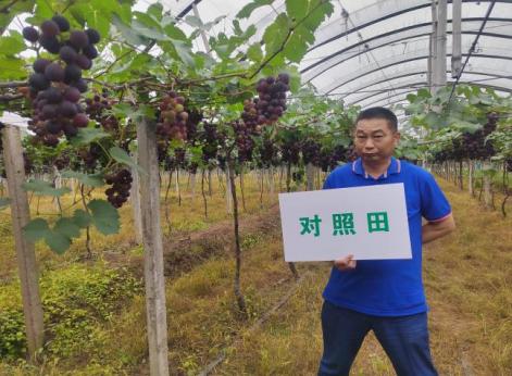 对照葡萄着色较迟且着色不均匀.jpg 对照葡萄着色较迟且着色不均匀.jpg