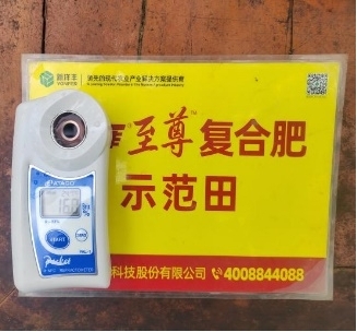 示范葡萄底部果糖度比对照高1.2度.jpg 示范葡萄底部果糖度比对照高1.2度.jpg