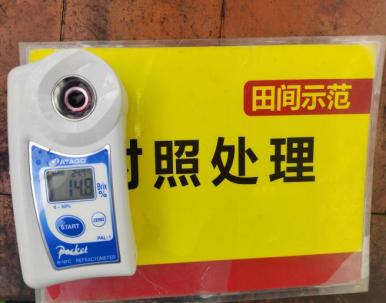 示范葡萄底部果糖度比对照高1.2度 2.jpg 示范葡萄底部果糖度比对照高1.2度 2.jpg