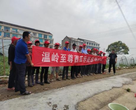 洋丰至尊西瓜观摩会现场照片 .jpg 洋丰至尊西瓜观摩会现场照片 .jpg