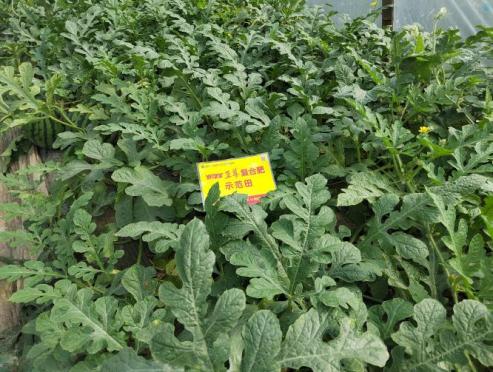 示范西瓜叶色浓绿、叶片宽厚、黄化少.jpg 示范西瓜叶色浓绿、叶片宽厚、黄化少.jpg