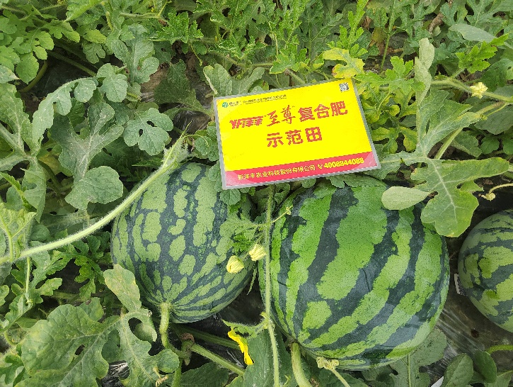 示范西瓜个头大、卖相好.jpg 示范西瓜个头大、卖相好.jpg