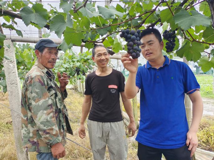 田间技术指导.jpg 田间技术指导.jpg