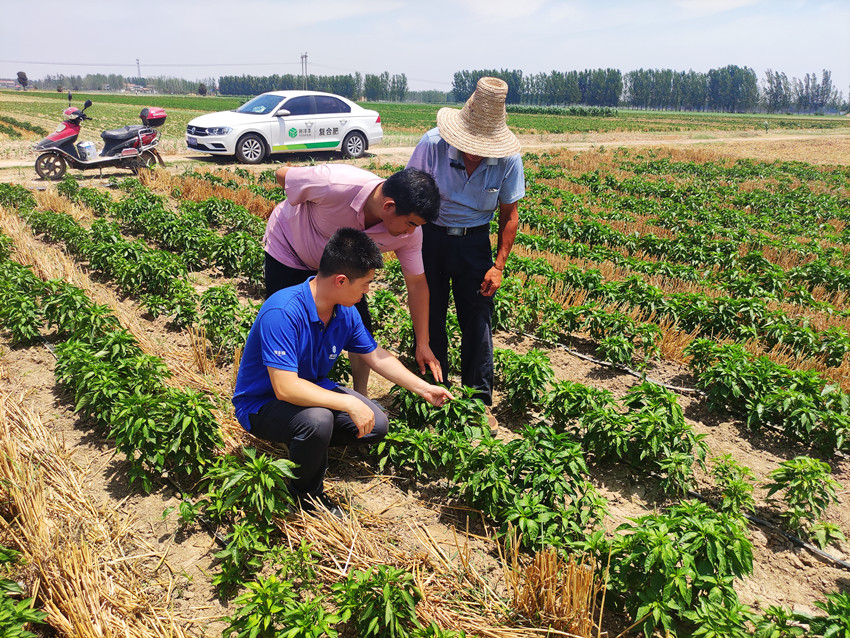 朝天椒田间诊断照片1_副本.jpg 朝天椒田间诊断照片1_副本.jpg