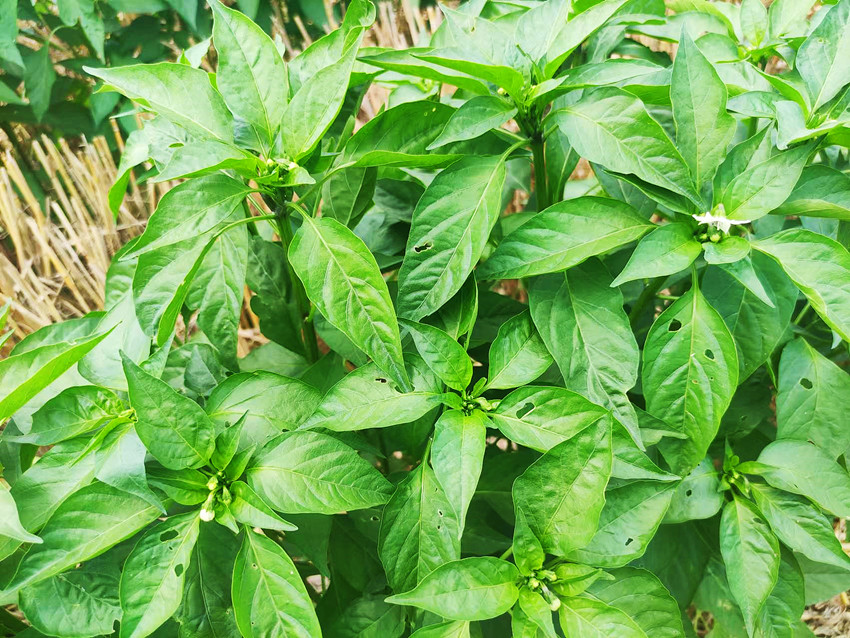 朝天椒病毒病_副本.jpg 朝天椒病毒病_副本.jpg