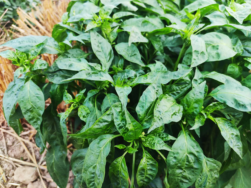 朝天椒病毒病_2_副本.jpg 朝天椒病毒病_2_副本.jpg