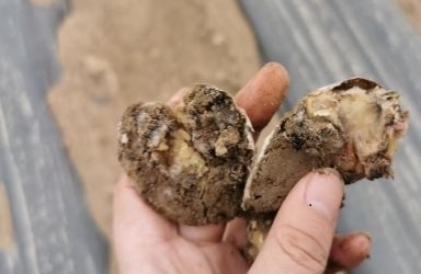 烂了的种土豆.jpg 烂了的种土豆.jpg