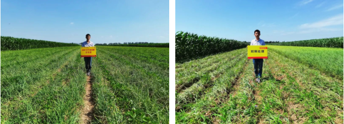 示范田(左)与对照田(右)毛葱整体长势对比.png 示范田(左)与对照田(右)毛葱整体长势对比.png