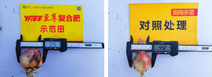 葱头直径对比.png 葱头直径对比.png