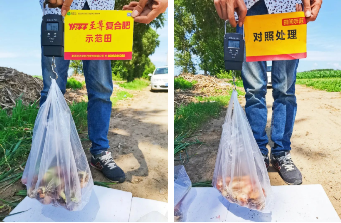 葱头重量对比.png 葱头重量对比.png