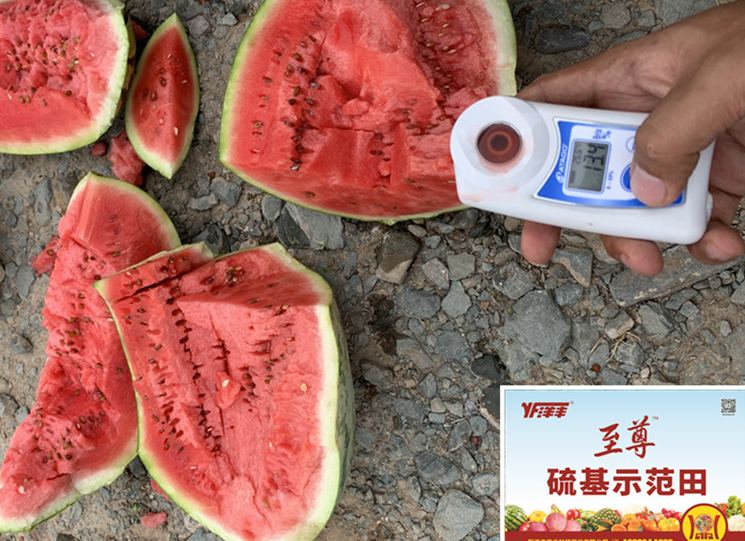 示范天西瓜在测糖分_副本.jpg 示范天西瓜在测糖分_副本.jpg