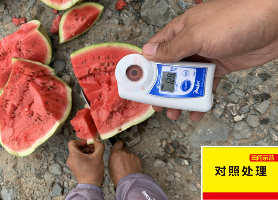 对照田西瓜在测糖分_副本.jpg 对照田西瓜在测糖分_副本.jpg