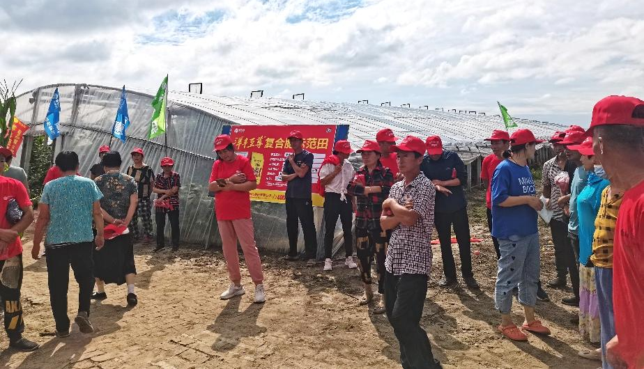 图1 8月15日洋丰至尊番茄示范田观摩会现场.jpg