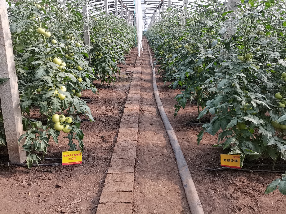图2 8月3日洋丰至尊番茄示范田回访.jpg
