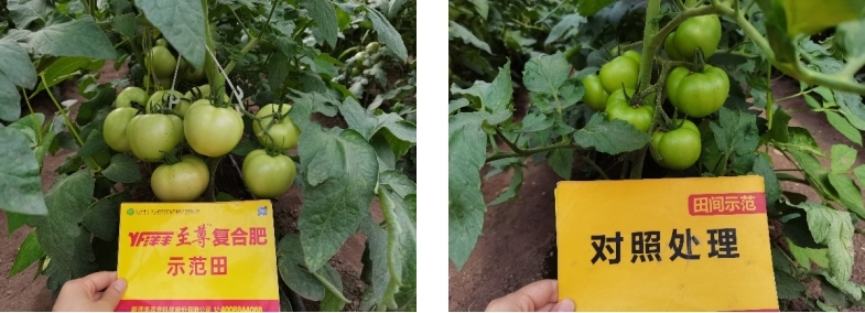 图3 8月3日洋丰至尊番茄示范田回访(近景).jpg