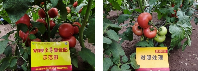 图4 8月14日洋丰至尊番茄示范田回访.jpg