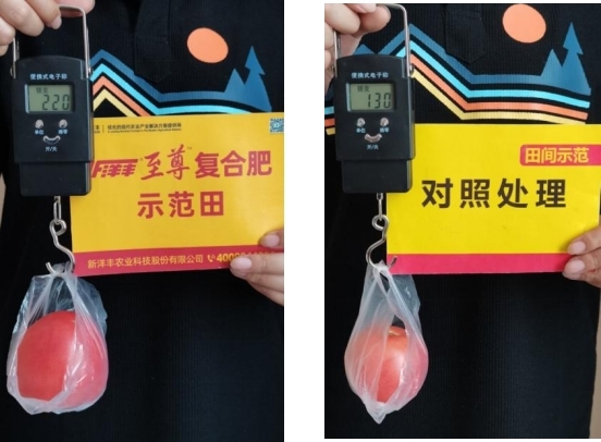 图5 8月15日示范田对照田单个番茄重量对比.jpg