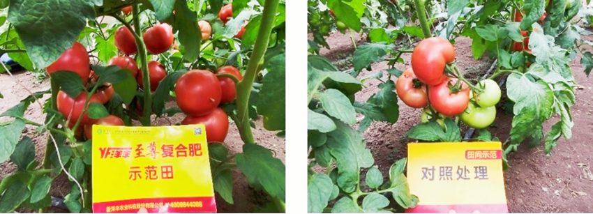 西红柿长势对比.jpg