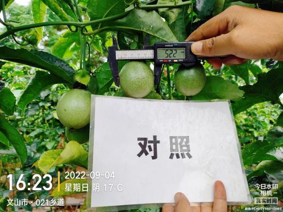 对照田果径.jpg 对照田果径.jpg