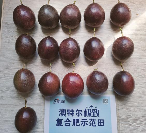 示范田果型.jpg 示范田果型.jpg