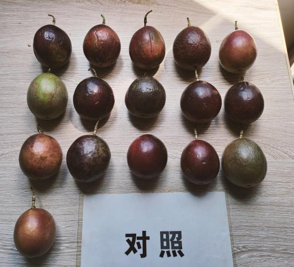 对照田果型.jpg 对照田果型.jpg