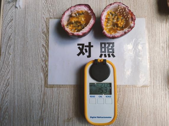 对照田果实甜度.jpg 对照田果实甜度.jpg