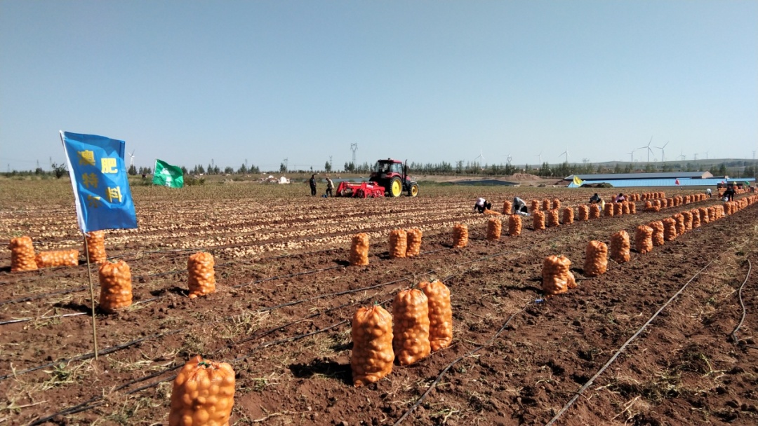 示范田采收、分拣、销售.jpg 示范田采收、分拣、销售.jpg