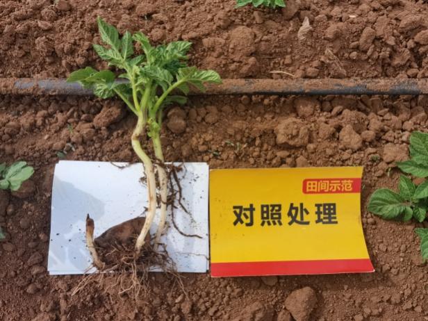 对照田苗期根系.jpg 对照田苗期根系.jpg