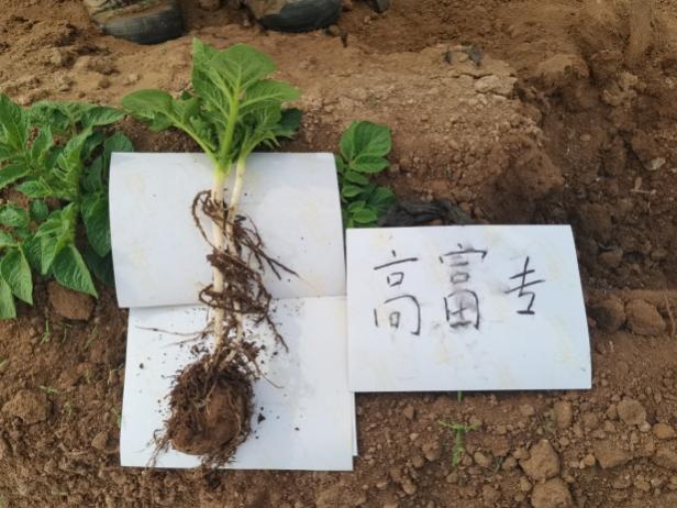 示范田苗期根系.jpg 示范田苗期根系.jpg