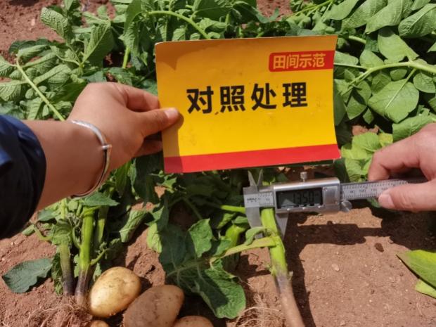 对照田块茎增长期茎粗测量.jpg 对照田块茎增长期茎粗测量.jpg