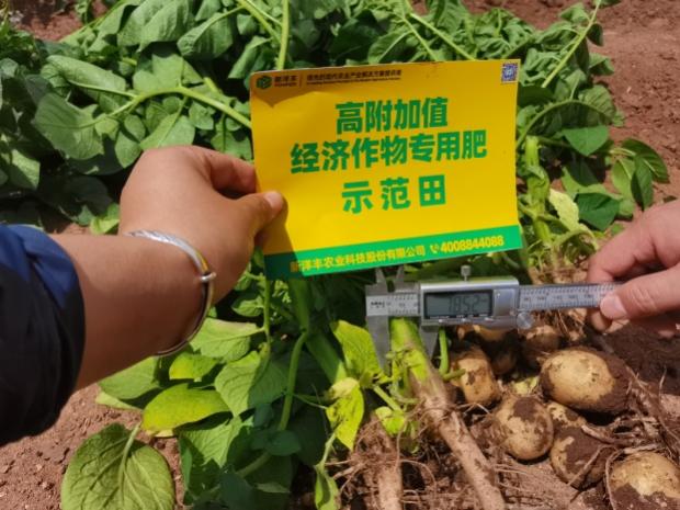 示范田块茎增长期茎粗测量.jpg 示范田块茎增长期茎粗测量.jpg