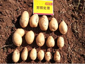 对照田种薯.jpg 对照田种薯.jpg